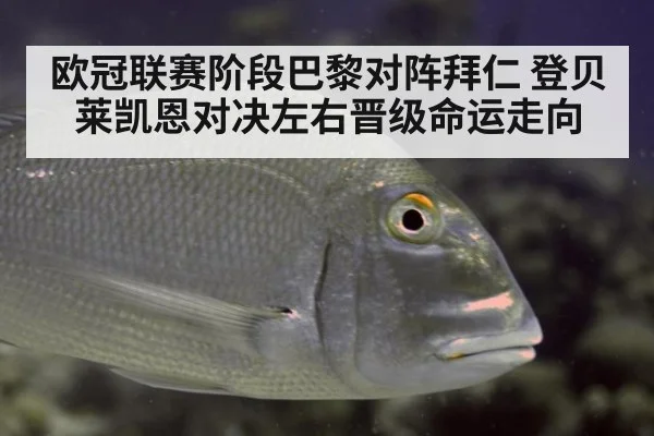 欧冠联赛阶段巴黎对阵拜仁 登贝莱凯恩对决左右晋级命运走向
